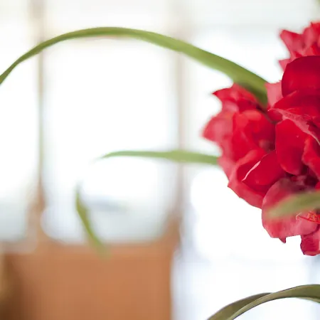 Chloe Luxury Hotel 3*