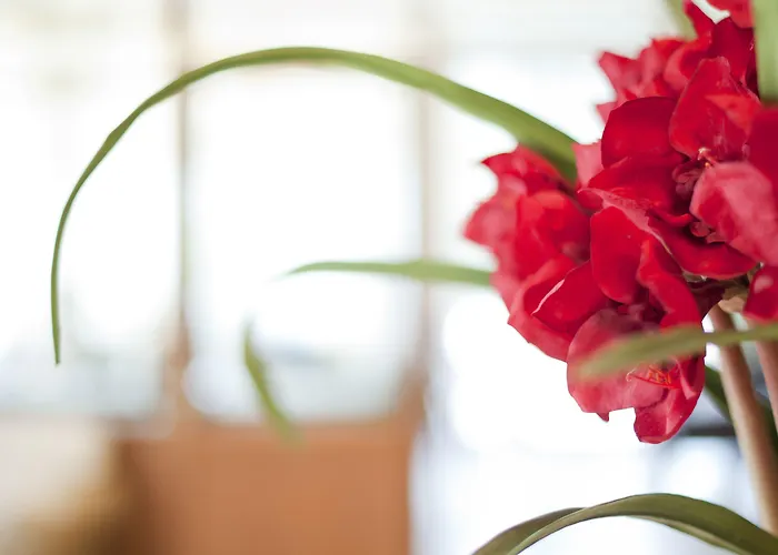 Chloe Luxury 酒店 3*